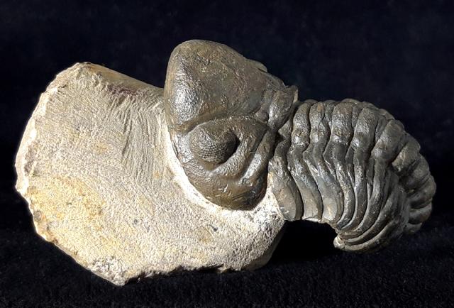 Reedops cephalotes hamalagdadianus ALBERTI 1983 - Bild © FossNet FossilienStore